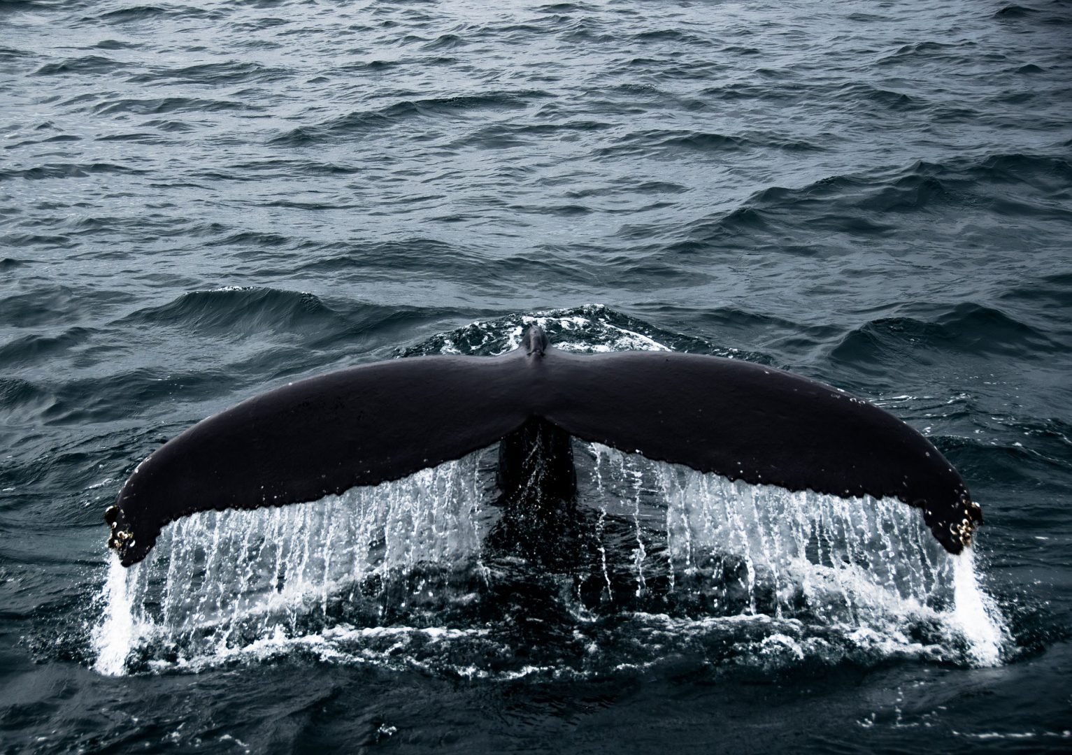 A year of science 5 whale 3594437 1920 1533x1080 1